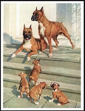 BOXER DOG AND PUPPIES VINTAGE