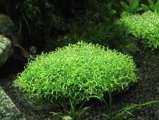 Riccia fluitans–Floating Aquarium Plant–Natural Nitrate Remover-Fry Shelter 
