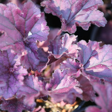 Heuchera Forever Purple Coral