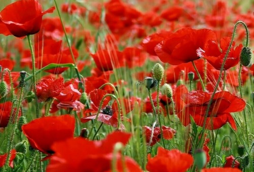 108 000 seeds english - 000, poppy