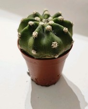 echinopsis cactus Easter Lily