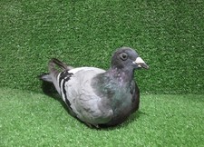 Sitting Grey Barred Pigeon