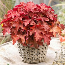 Heuchera Cranberry | Evergreen