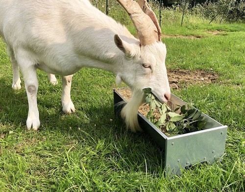 Goat donkey horse pony - horse,