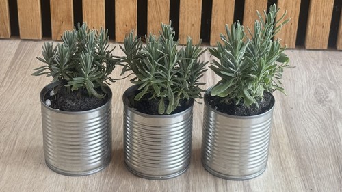 English lavender plants 9cm - 3,