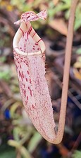 Nepenthes burbidgeae - seed grown - BE4662