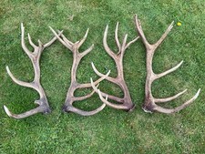 EXMOOR RED DEER ANTLERS