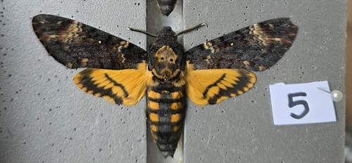 Acherontia atropos death head - acherontia,