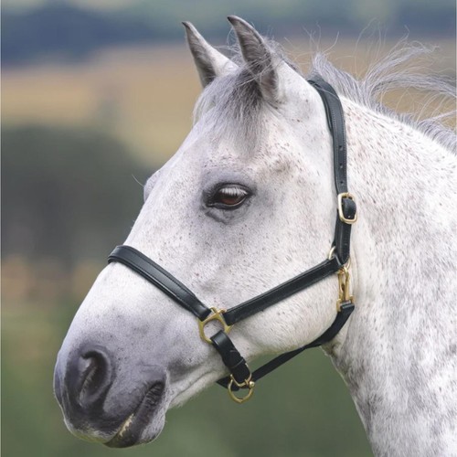 Shires velociti gara ragley - velociti,