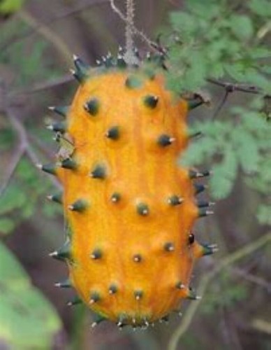 Cucumis metuliferus horned - metuliferus,