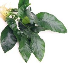 Anubias barteri var nana - anubias,