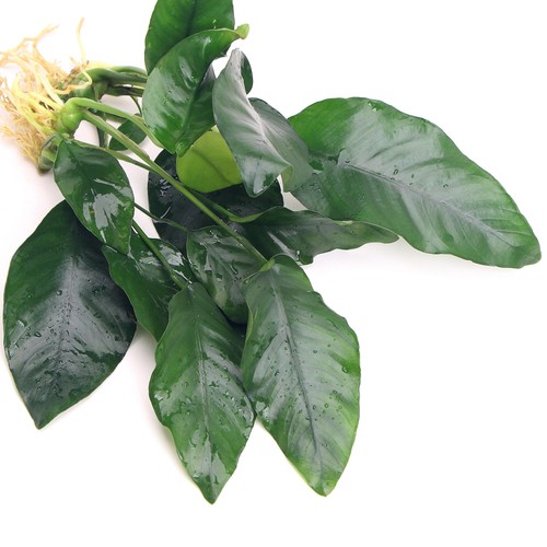 Anubias barteri var nana - barteri,