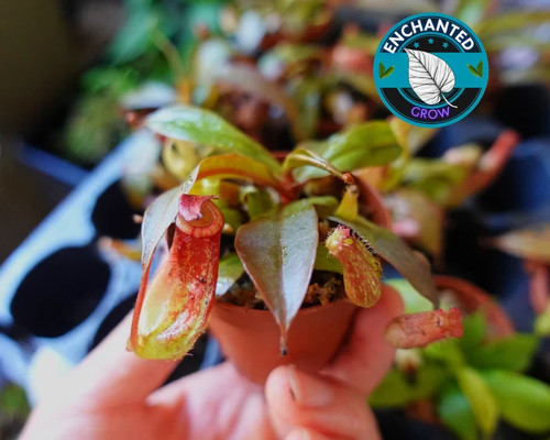 Nepenthes bloody mary - nepenthes,