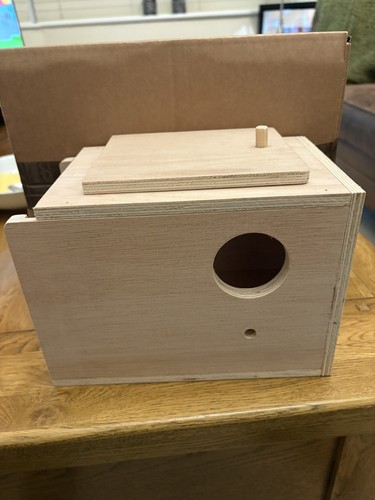 Budgie nest nesting breeding - budgie,