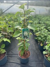 Large Evergreen Climbing Hydrangea Seemanii in a 3 Litre Pot By Direct Plants