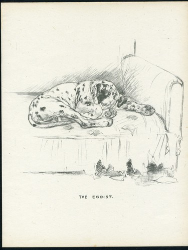 Dalmatian asleep chair - dalmatian,