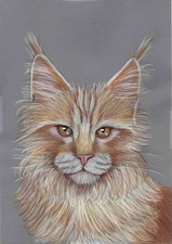 Original coloured pencil artwork picture beautiful ginger fluffy  Maine coon cat