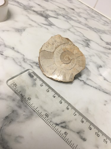 Ammonite fossil dinosaur - ammonite,