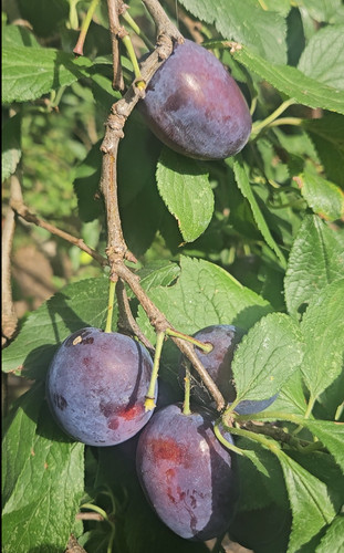 Marjorie seedling plum - seedling,