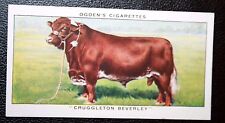 SHORTHORN CATTLE  Champion Bull   Vintage 1930's Picture Card  EE04M