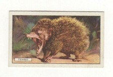 Animal cigarette card 1937 #16 Tenrec Madagascar