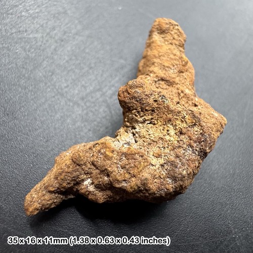 Fossil turtle coprolite - fossil,