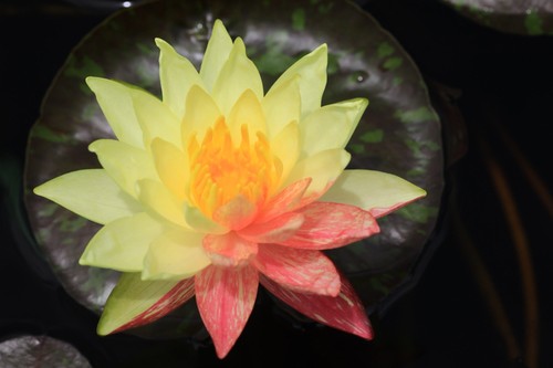 Nymphaea wanvisa water lily - water,