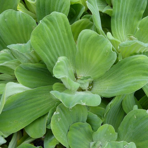 Large water lettuce floating - large,
