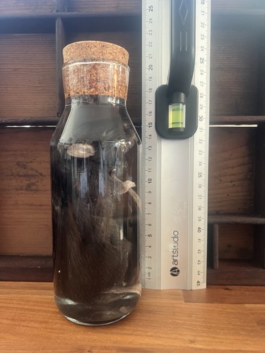Rat wet specimen - rat,