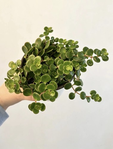 Peperomia rotundifolia - peperomia,