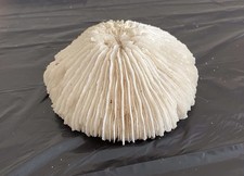 Mushroom Coral