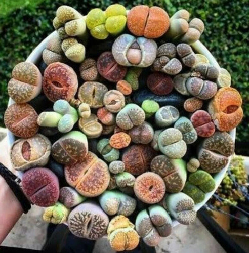 Flower cactus living stone - flower,