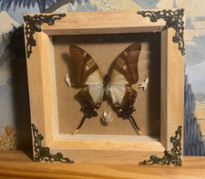 real butterfly taxidermy