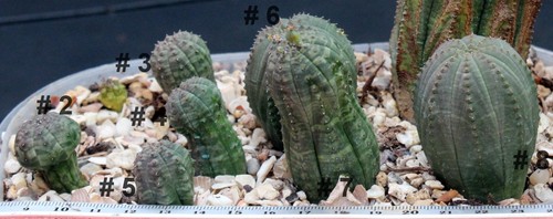 Euphorbia obesa baseball - euphorbia,