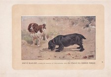 1896 COCKER & FIELD SPANIEL
