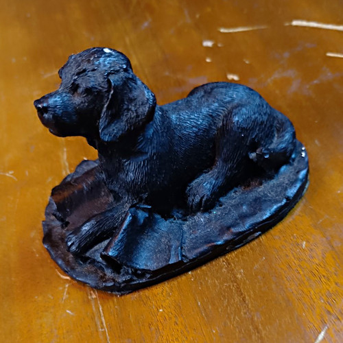 Black labrador retriever dog - black,