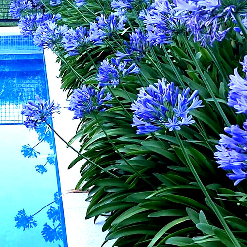 Dwarf blue lily - lily, of