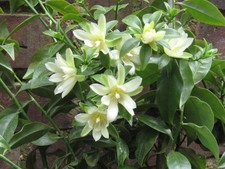 Succulents  PERESKIA  ACULEATA  ...  the Original Cactus  28CM