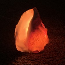 Conch sea shell night - conch,