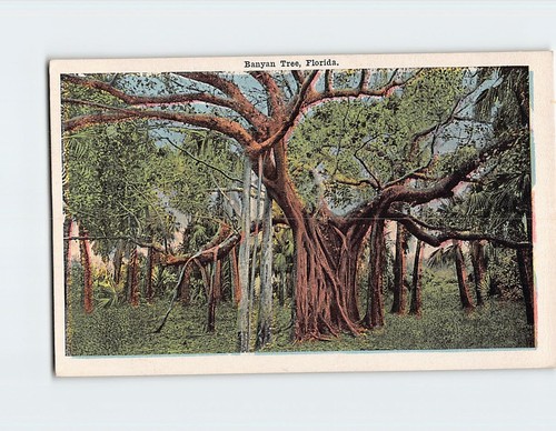 Banyan tree florida - banyan, usa