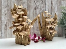 Large Wavy Cup Mushrooms on