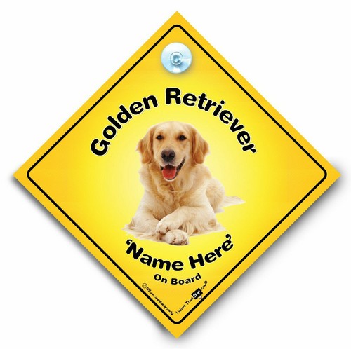 Golden retriever board car - golden,