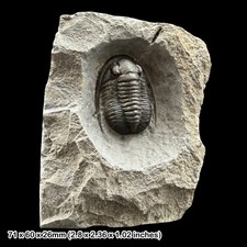 RARE Cornuproetus cornutus