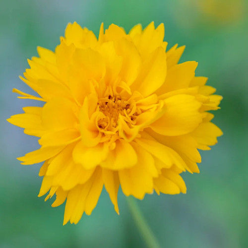 Coreopsis golden crown - crown', seeds