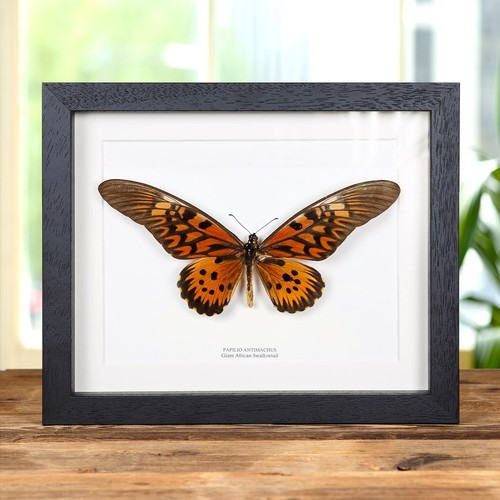 Giant african swallowtail - african,