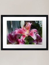 Stargazer Lily Framed Art