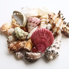 Mixed sea shells large - mixed,