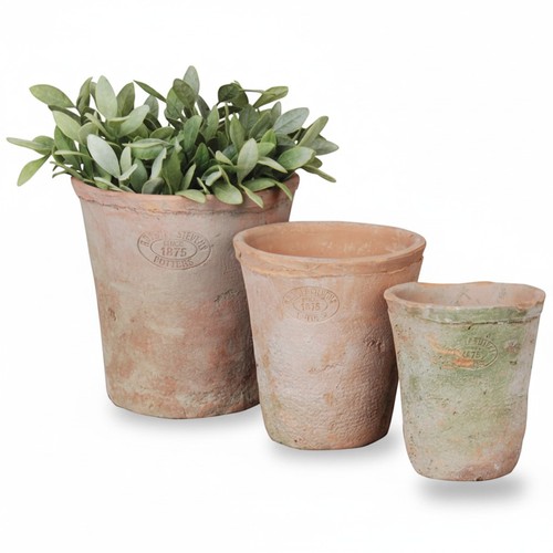 Aged round terracotta - terracotta, plant