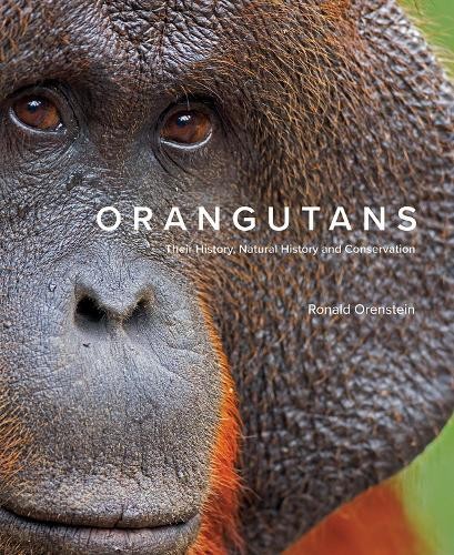 Orangutans ronald orenstein - by,