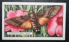 HUMMINGBIRD HAWK MOTH   Vintage 1930's Card  EE16